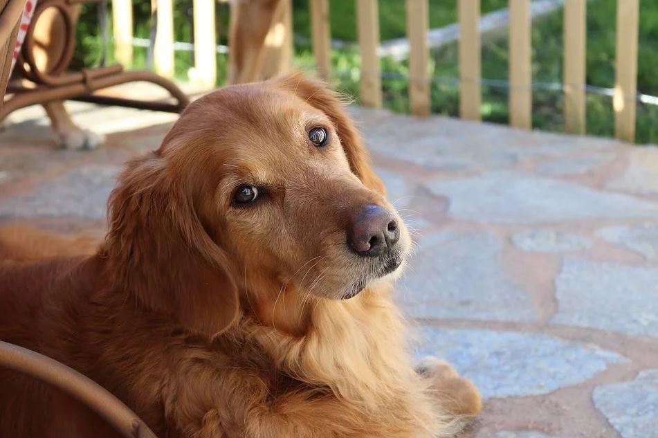 Leishmaniose Hund mit Therapie und richtiger Ernährung lindern